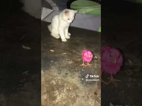 #cats #catlover #viralvideo #ytshort #subscribe