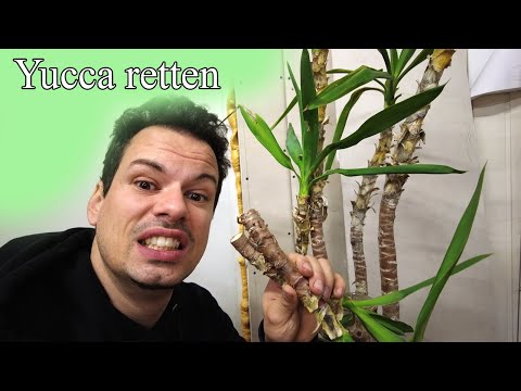 Yucca palm has yellow leaves - repotting, cutting, propagating