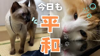 お久しぶりです！世界一平和な近況報告です！【保護猫/シャム猫/シャムミックス＆北欧猫/ノルウェージャンフォレストキャット】#cat #japanesecat