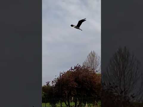 grey heron flying above #shorts_video #ytshorts #nature #subscribe #fyp