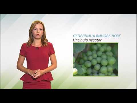 Zelena prognoza, 14.7.2016. - O stanju u zasadima vinove loze