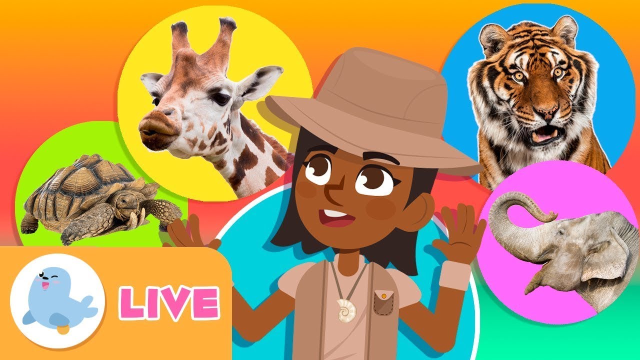 🔴 AO VIVO 🦓🐯 Os ANIMAIS para crianças 🐬🐘 Vídeo educativo para crianças
