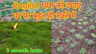 How to grow English grass  in garden  in budget price