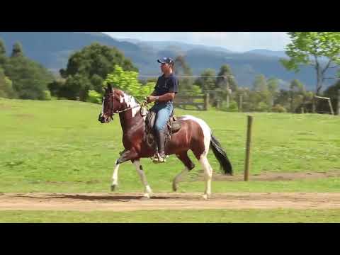 28 RAINHA DA ILHA 50%