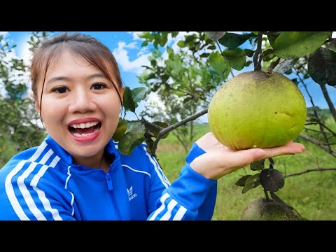 PERGI KE KEBUN JERUK BALI!! KITA PETIK JERUK BALI SEPUASNYA!!