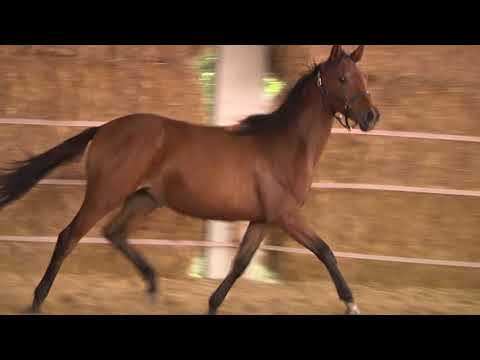Abendlust von Lossow - Tanzmeister I - Gharib ox