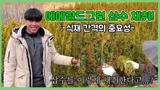 에메랄드그린 삽수 채취! 무식한 전지법2...? 식재간격의 중요성!