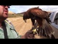 Falconer Leo Velasquez with his birds of prey at the Marina Landfill as part of the gull abatement
