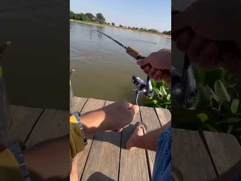 Ceva no pantanal barão de melgaço 30/08/25 - #pescaria #fishing #riocuiaba #pescaurbana