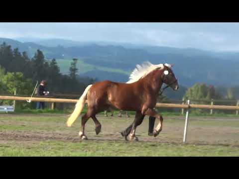 24. Rosine SchwK Stute von Markus x Ricarda v. Federsee - Rossfest 2022 - St. Märgen am 11.09.2022