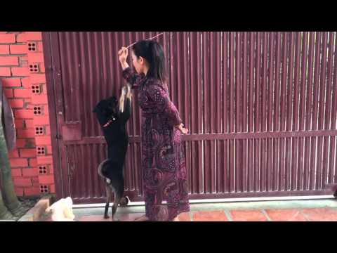 Clever dog - Don't hit me - Sony Kanika