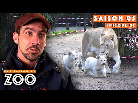 The White Lion Cubs Discover Their New Enclosure! | S05EP02 | Complete | A Season at the Zoo