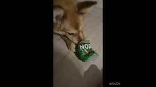 Video preview image #1 Mutt Puppy For Sale in Seattle, WA, USA