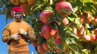 How Ibrahim Traoré  performed miracle in growing Apples in the desert. 