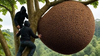 Download lagu Rahasia Menangkap Lebah Madu Raksasa Menggunakan Pengetahuan Hutan Tradisional mp3 Download lagu Rahasia Menangkap Lebah Madu Raksasa Menggunakan Pengetahuan Hutan Tradisional mp3