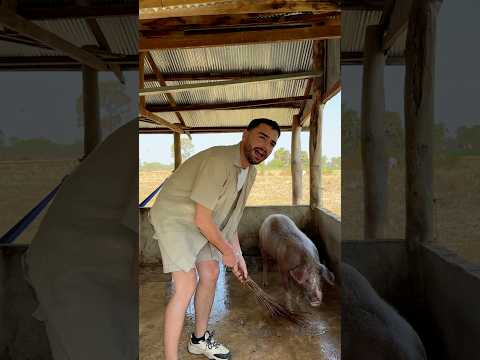 Le Baby-Sitter « Faites des gosses 🥲 » Une journée à la ferme 👨🏻‍🌾#BabySitter #Ferme #Humour