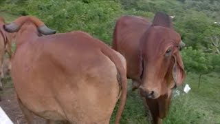 Symptoms of cow in heat