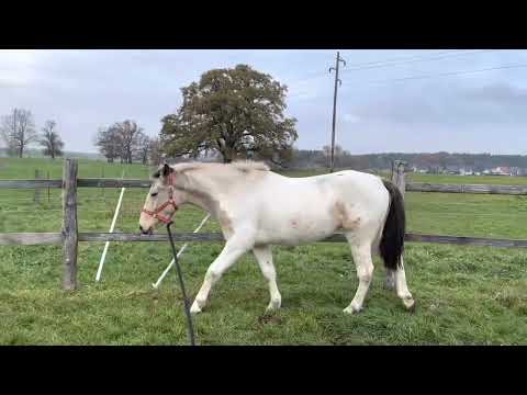Stute, drei Jahre lernt die Longe