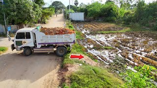 Massive START PROJECT!Dump Truck 5T Fill Land into field,Bulldozer D31PX Skillful Push Soil,Mix VDO
