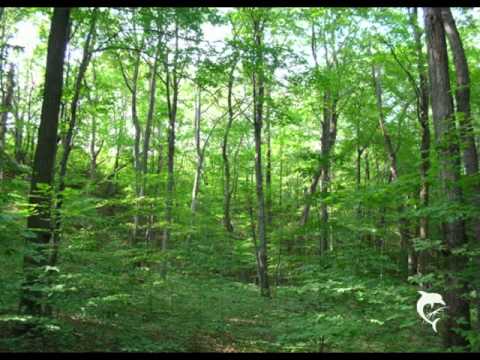 Paracozm - High Pressure