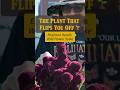 The Self Seeding Giant That Never Dies Elephant Head Amaranth