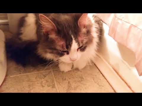Cat Vaccines | My Cat Had A Bad Reaction to Vaccines