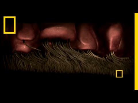 Baby Senses | Inside the Living Body