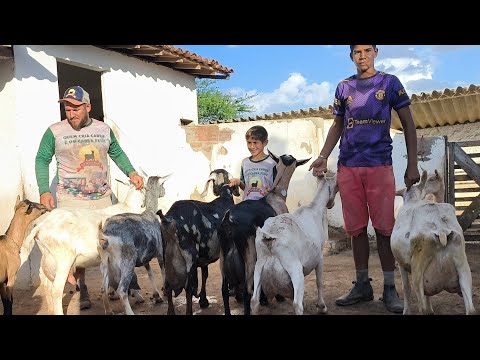 PABLO, A DAIRY FARMER, RAISES OVER 100 DAIRY GOATS AND TEACHES HOW TO MANAGE THEM.