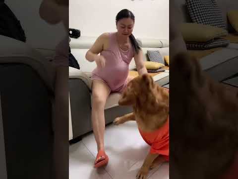 干什么呀亲爱的，别闹了#旺夫女人 #狗狗 #金毛