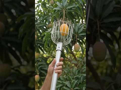 The Mangos - Simple And Easy - Misc Originals