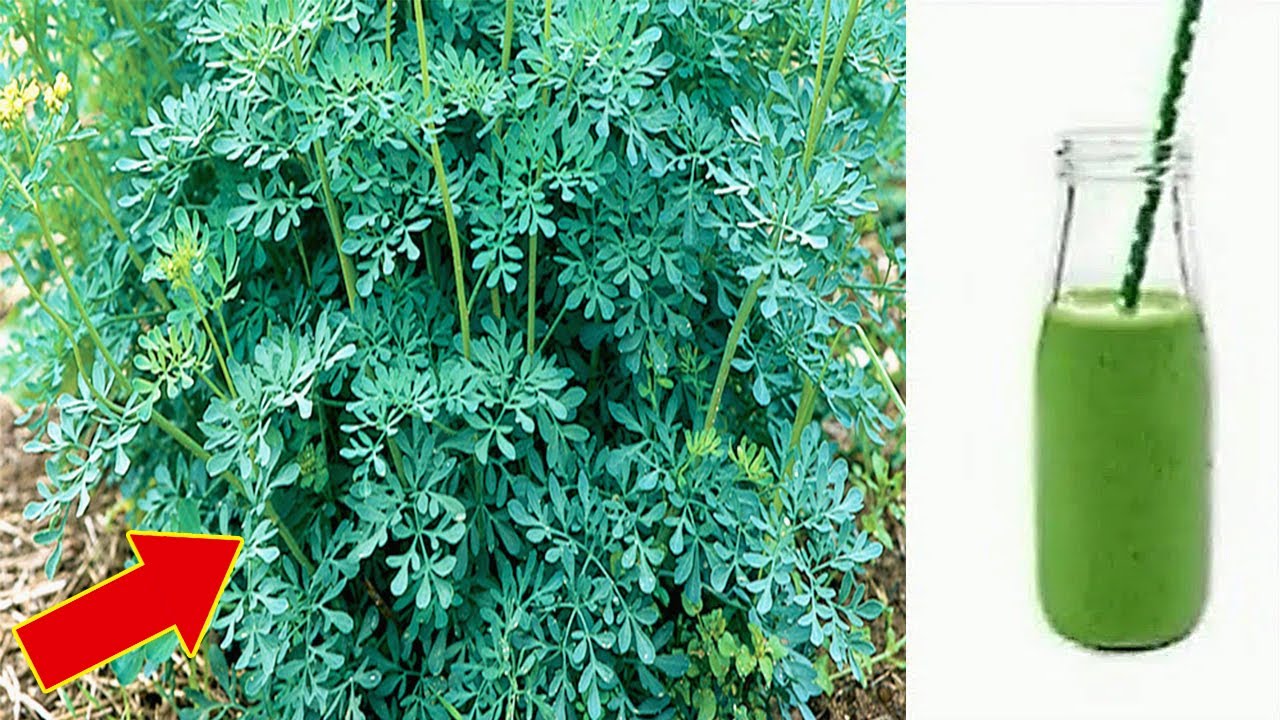 1 leaf destroys lice, neuralgia, arthritis, repellent, analgesic, rheumatism (Did you know that?)