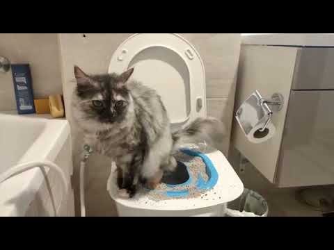 How I taught my cat to use the human toilet/ Как я научила котенка к унитазу