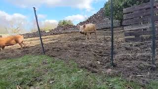 Electric Fencing For Pigs UK