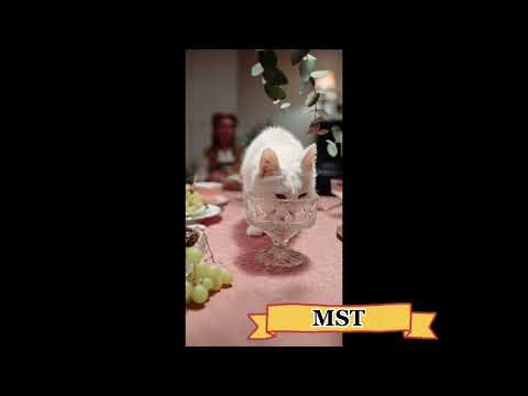 ❤️Cute Cat❤️🐈🐈