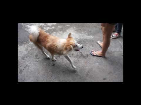 Dog and Leg Dance Party (Europe & US Version)