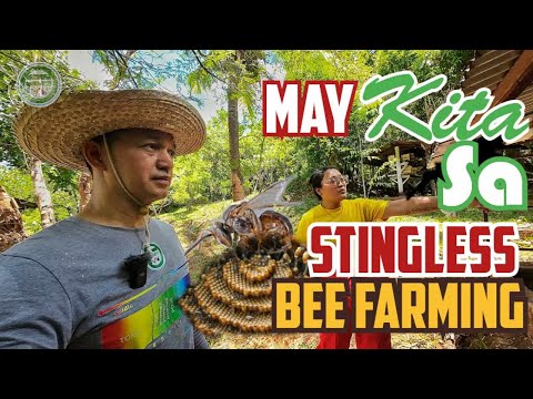 Stingless Bee Farming Part 1 | Hardin sa Parang