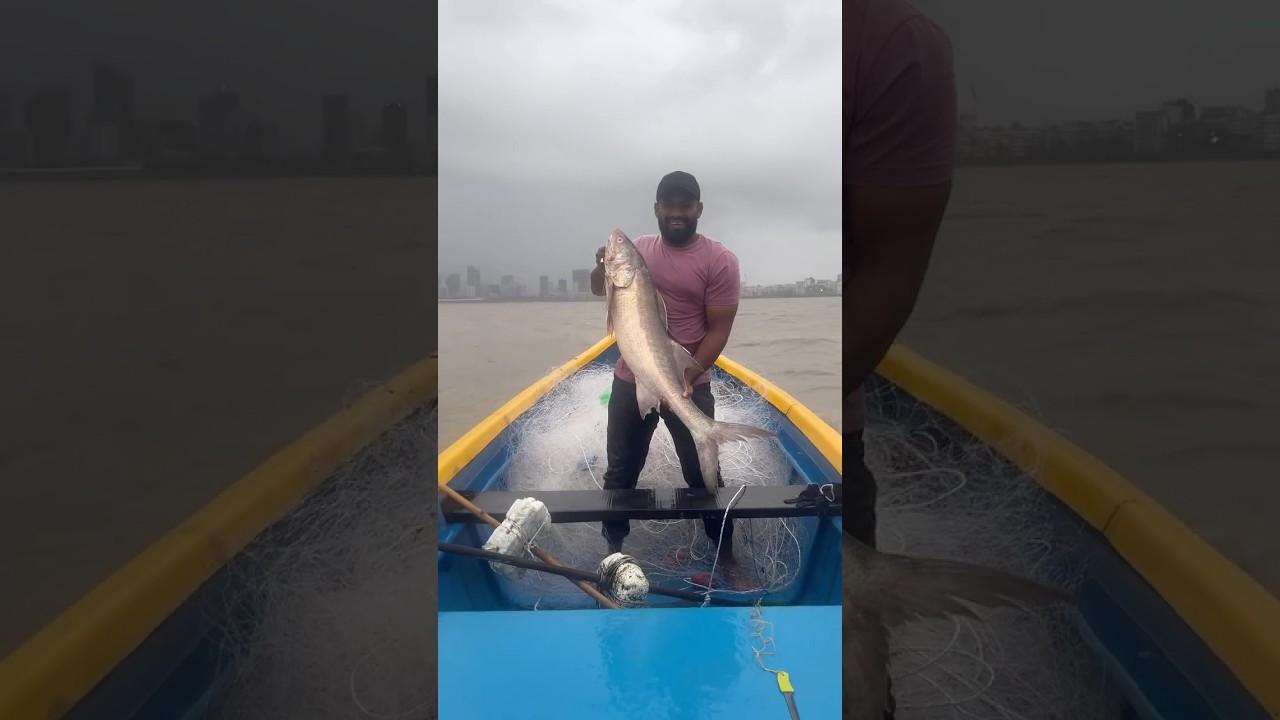 Rawas fish catch from net following and subscribe Aamchi Mumbai fishing