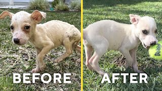 My Neglected Rescue Puppies' DRAMATIC Transformation...