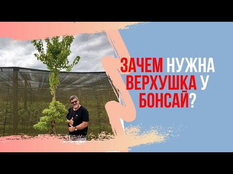 Важность верхушки в бонсай.  УТОЛЩЕНИЕ СТВОЛА БОНСАЙ