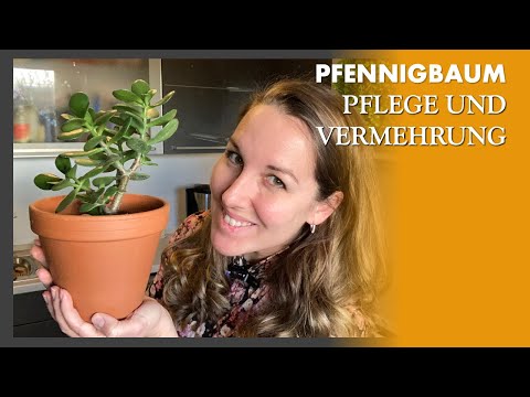 Crassula Ovata - Pfennigbaum - Geldbaum - Jade Plant - Pflege und Vermehrung