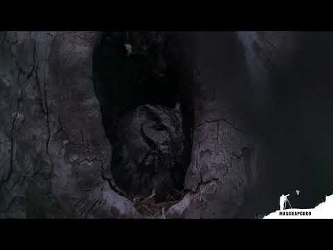 Myšiarka západná — Western Screech-Owl