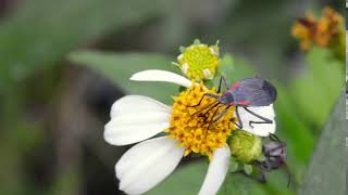 Red Shouldered Bug