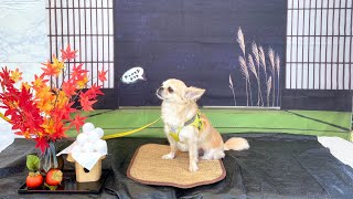 日本最大級のドッグランが凄すぎた！！
