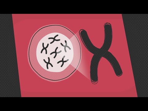 Akute myeloische Leukämie: Chromosomale Veränderungen