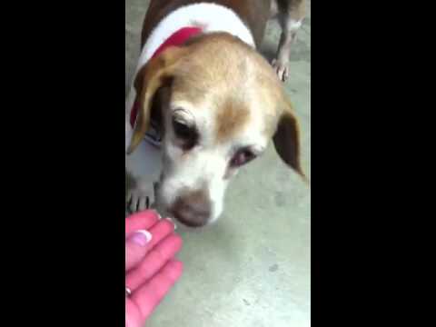 Mrs. Claus - PLS DONATE, an adopted Beagle in Mansfield, OH_image-1