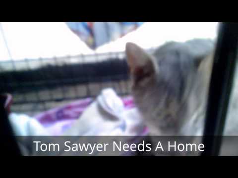 Tom Sawyer, an adopted Domestic Short Hair in East Stroudsburg, PA_image-1