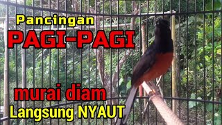 Download lagu Pancingan PAGI-PAGI AGAR MURAI GACOR❗sekali coba murai DIAM langsung bunyi mp3 Download lagu Pancingan PAGI-PAGI AGAR MURAI GACOR❗sekali coba murai DIAM langsung bunyi mp3