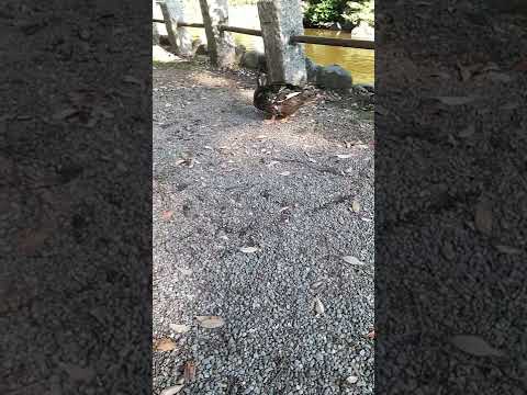 アヒルに最適な食べ物は何ですか