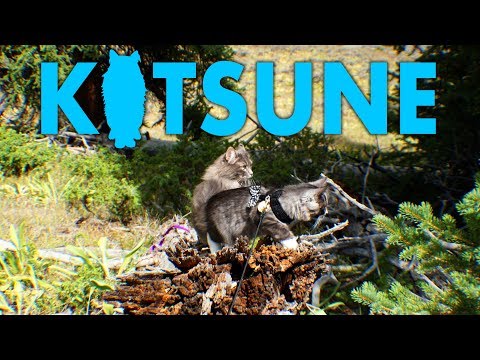How To Train Your Adventure Cat: Part 3 - Shoulder Cat Forest Adventure