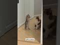 Wwe Funny Videos The Most Epic Cat Slap Ever Cats Funny Funnyvideo Viralvideo Funniestvideo